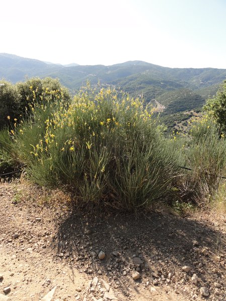 Trail of Pan_flowers